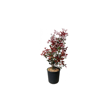 BILJKA Photinia fraseri ‘Carré Rouge’ 10 L